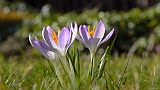 Image Special: Spring Flowers